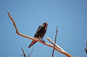 Hawk, Brown Falcon, 2007-12283100 On the road to Uluru, AU